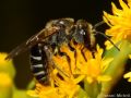 Lasioglossum discum (cfr.)